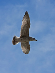 Young herring gull flying on the blue sky