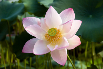 Lotus portrait in habitat