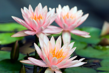 Three lilies in pond