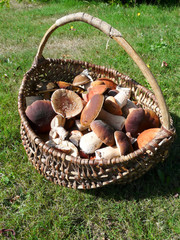 Champignons comestibles