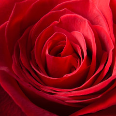 Red Rose