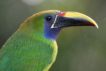 Emerald toucanet in the rain- Monteverde, Costa Rica