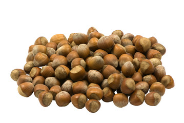 fresh hazelnuts