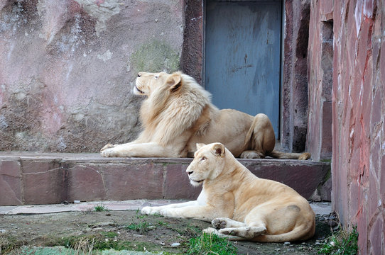 Lion And Lioness In The Zoo