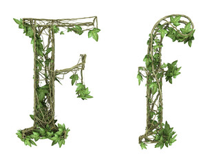 Obraz premium Ivy plant font nature