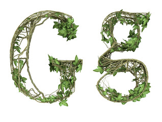 Ivy plant font nature