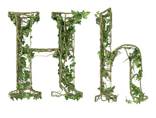 Ivy plant font nature