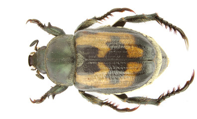 Anisoplia hebes