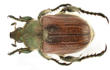 Anisoplia pubipennis