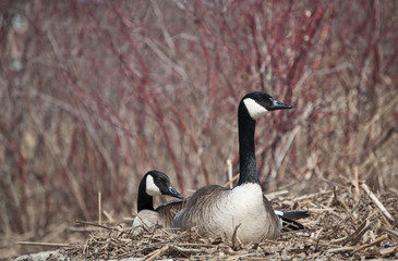 Nesting Canada Geese