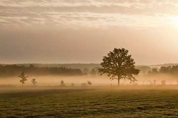 Lonely tree and morning mist
