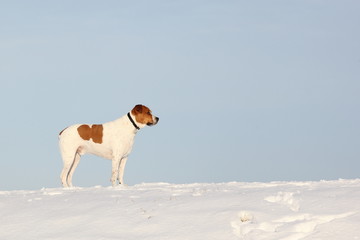 brown and white dog on a snowy bank