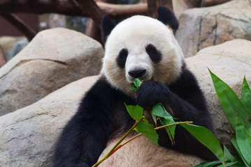 Fototapeta premium Panda bear