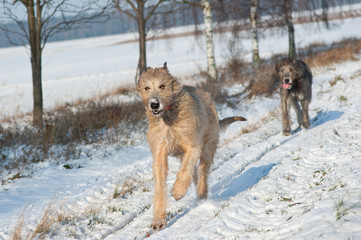 Spaziergang im Schnee
