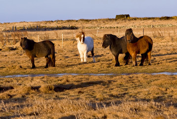 Icelandic horse
