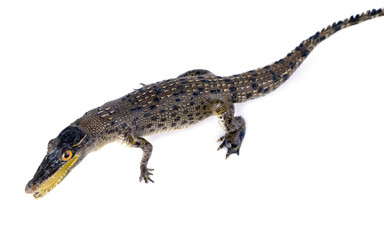 Stuffed animal of a small crocodile on  white background