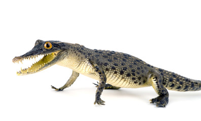 Stuffed animal of a small crocodile on  white background