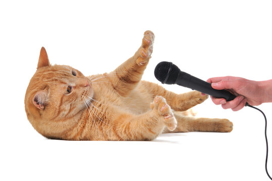 Playful Cat With Microphone