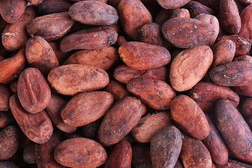 cacao beans