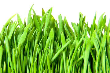 green grass