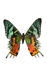 Naklejka premium The Sunset Moth (Urania riphaeus)