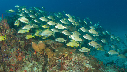 Fototapeta na wymiar Agregacji ryb, zdjęcie zrobione w Palm Beach County na Florydzie