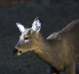 Fototapeta premium Spotlighted deer