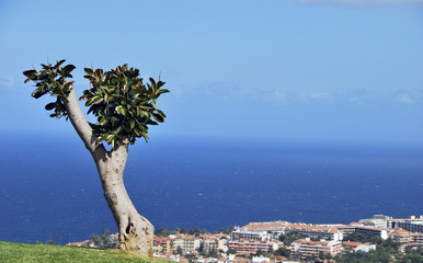 Coastal landscape