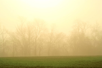 Obraz na płótnie Canvas Foggy trees