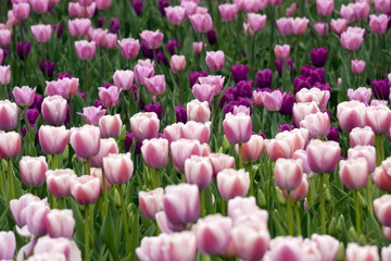 Purple and pink tulips