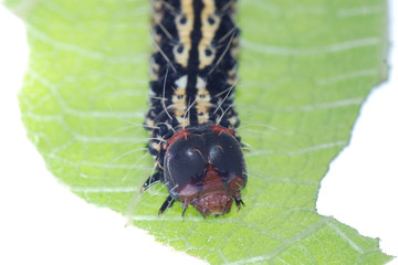 butterfly caterpillar on green leaf
