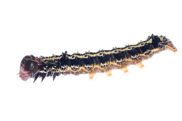 butterfly caterpillar