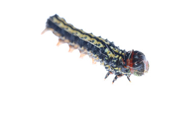 butterfly caterpillar