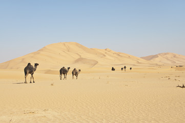 Fototapeta na wymiar Stado wielbłądów na pustyni