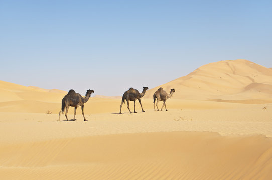 Drei Kamele