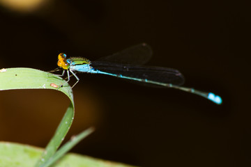 Dragonfly