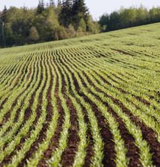 Sprouting Grain Field