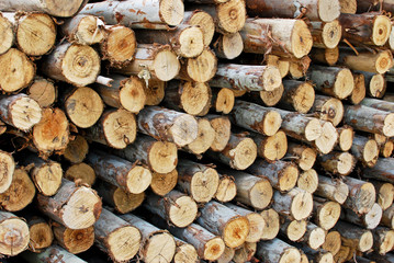 pile of wood in logs storage