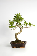 piccolo albero bonsai su sfondo bianco