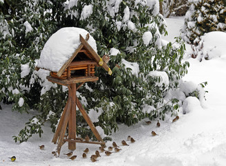 Vogelhaus_4490