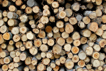 pile of wood in logs storage