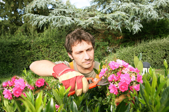 jardinier paysagiste pépiniériste taille ses rosiers fleuris