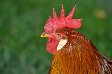 Rooster Close Up
