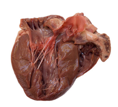 Section through a swine heart, showing four chambers and valves.