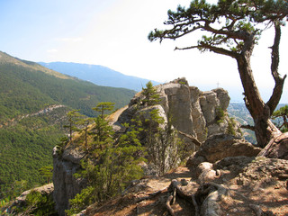 Tree on the rock. Crimea, Ukraine