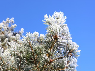frosted pine