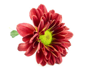 Red Daisy Flower on White Background