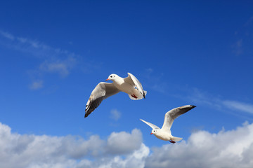 Fototapeta premium Möwe - Seagull 23