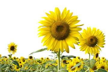 Obraz premium Sunflower in the field with white sky