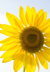 Naklejka premium Sunflower against the light